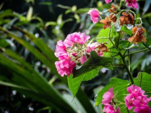 Fleurs roses nature beauté